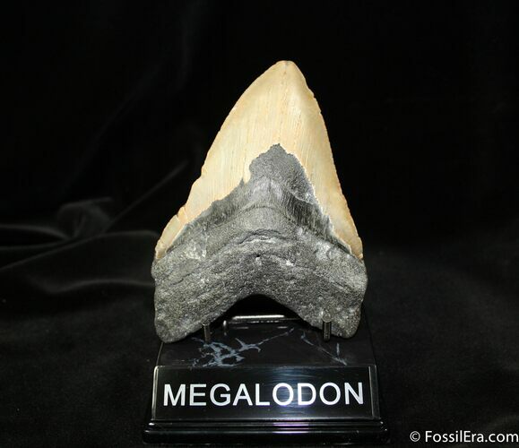 Inch Megalodon Tooth #1174